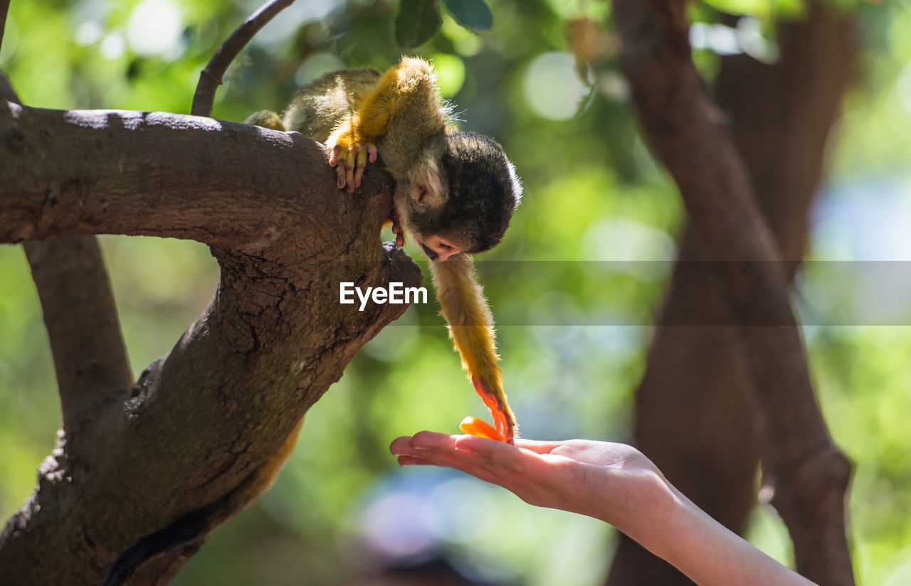 Little squirrel monkey takes food from palm