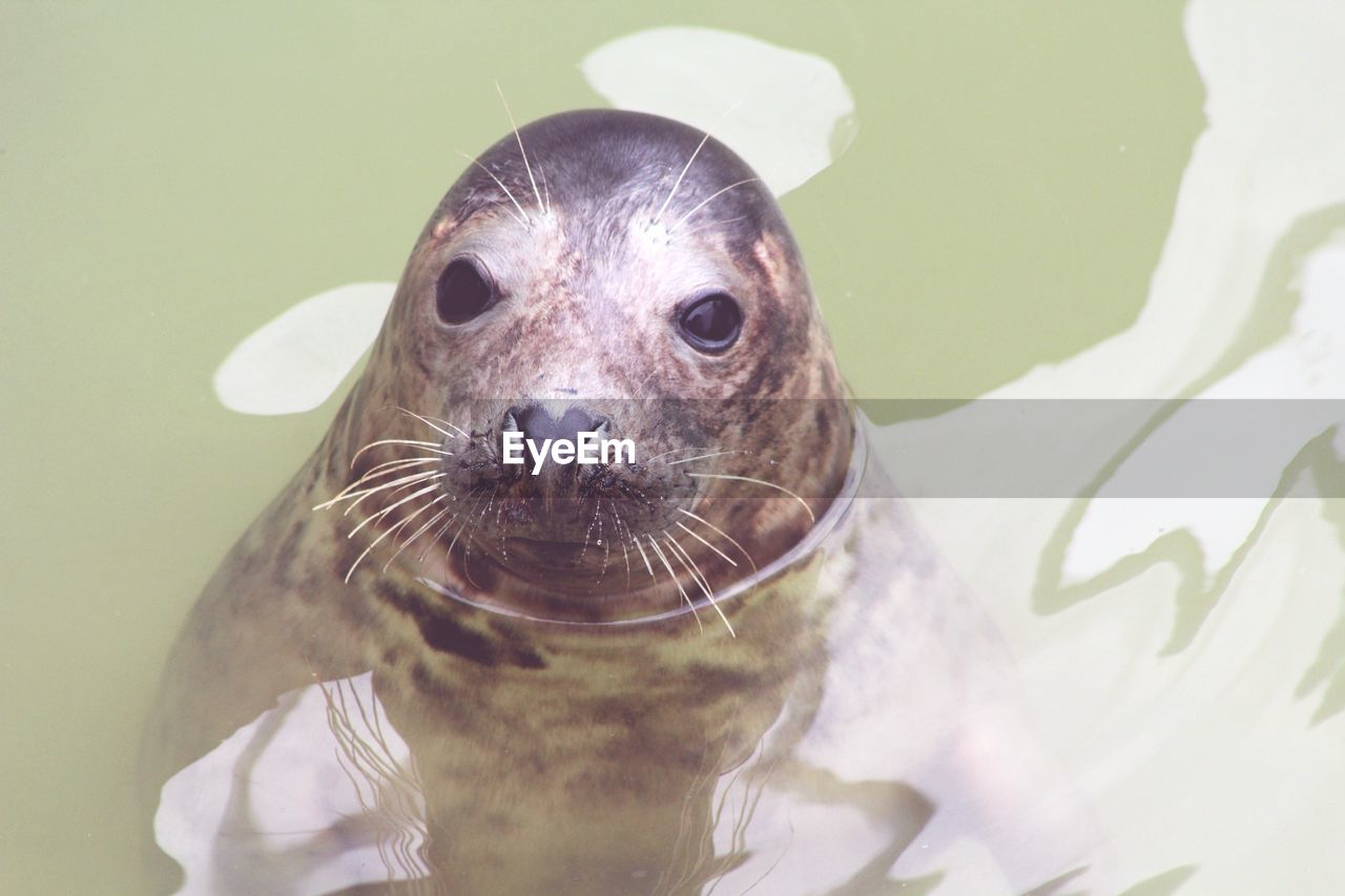 Portrait of seal in pond