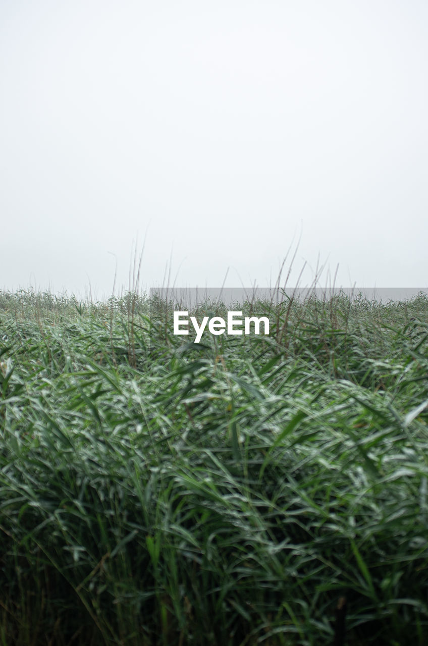 CLOSE-UP OF GRASS GROWING ON FIELD AGAINST SKY