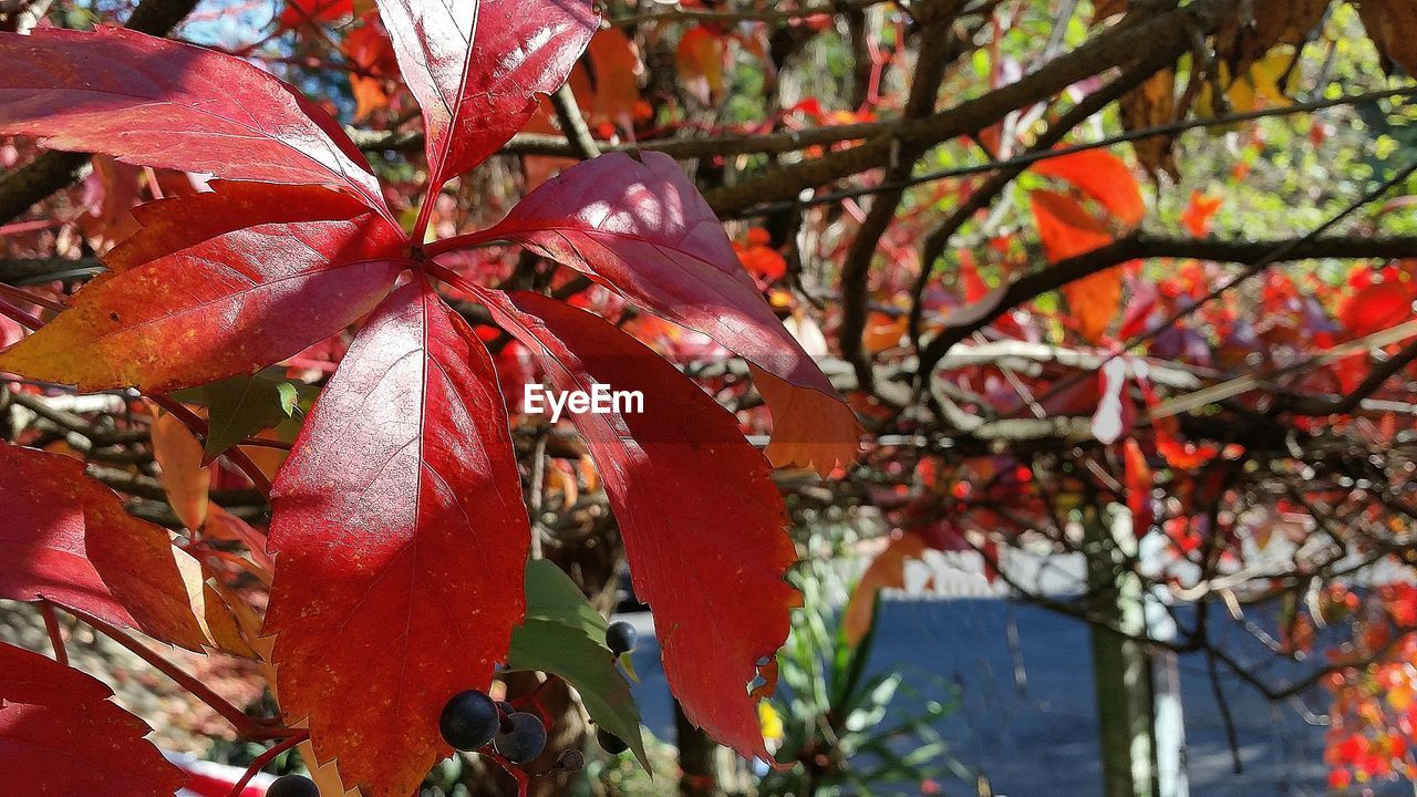 LEAVES ON TREE TRUNK