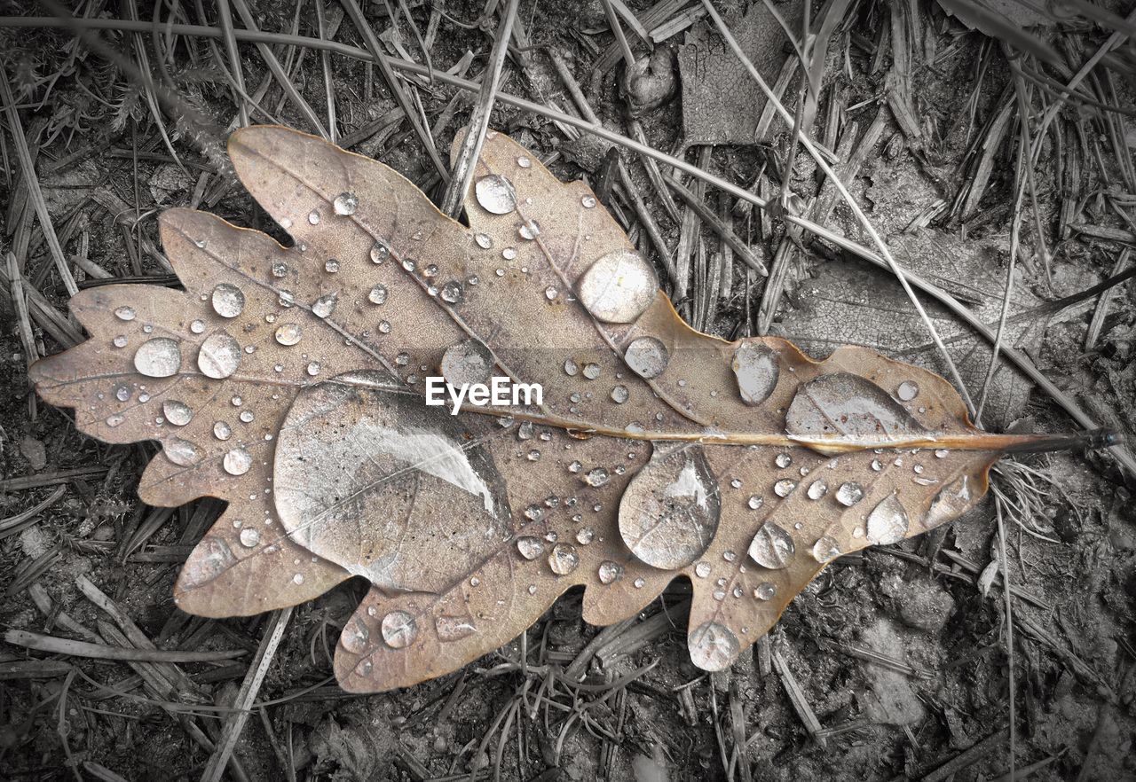 CLOSE-UP OF LEAF IN WATER