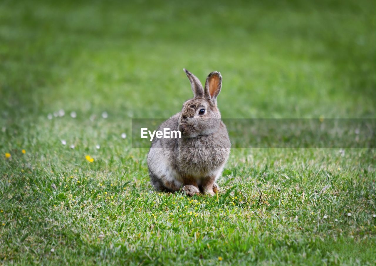 VIEW OF RABBIT ON FIELD