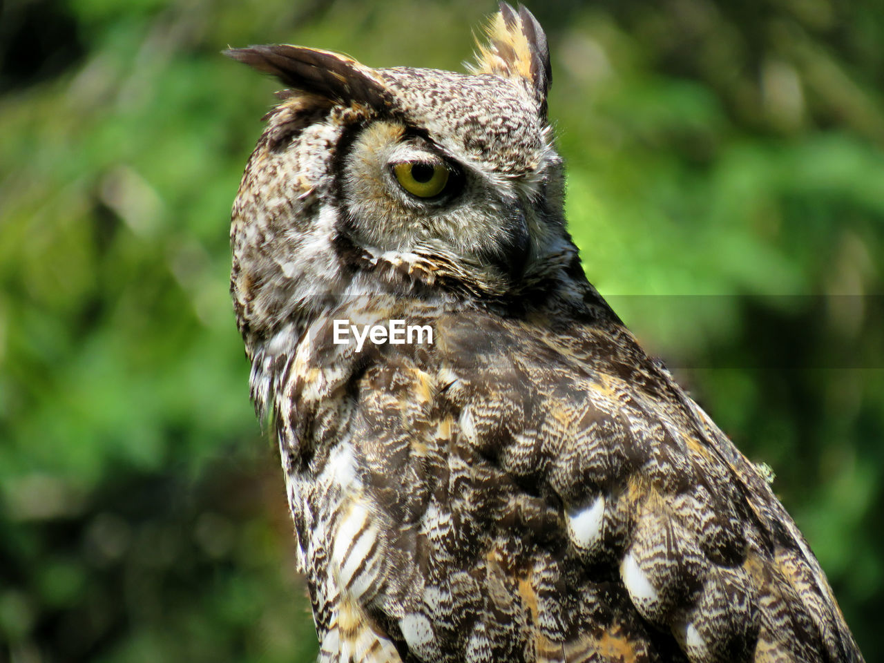 Close up of a great horned owl looking backward