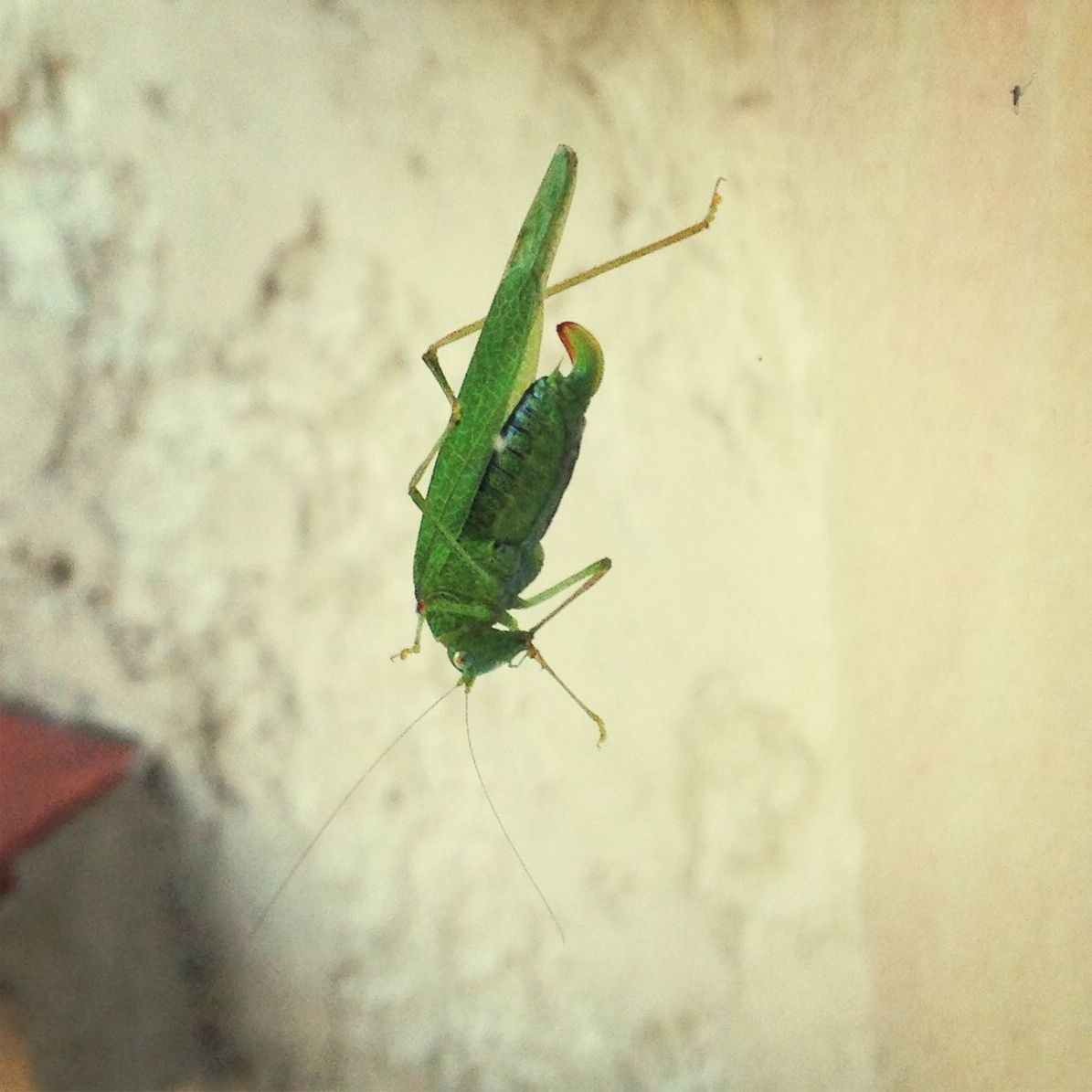 Grasshopper on glass