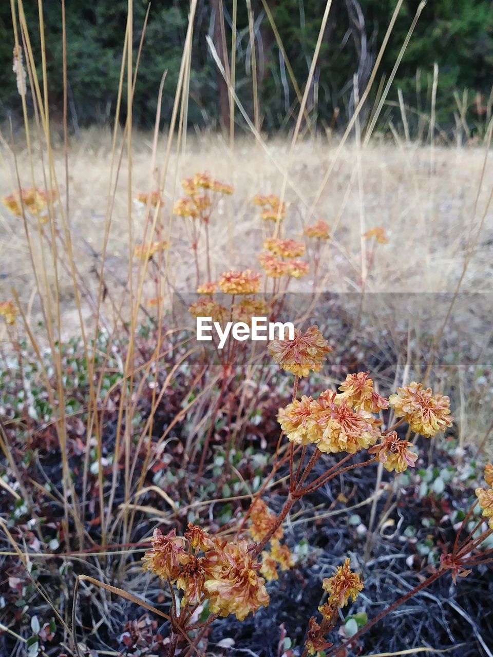 CLOSE-UP OF FLOWERS GROWING ON PLANT