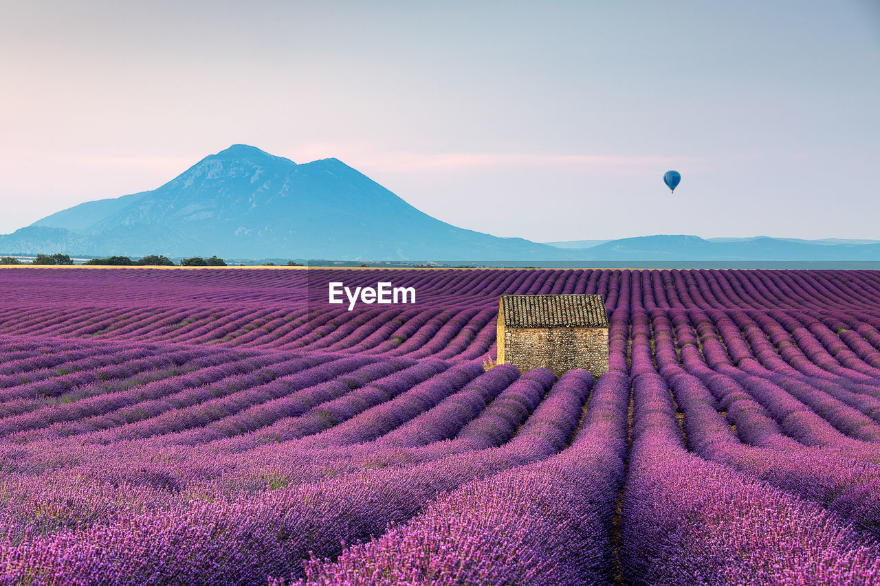 Scenic view of lavender field by mountains against sky