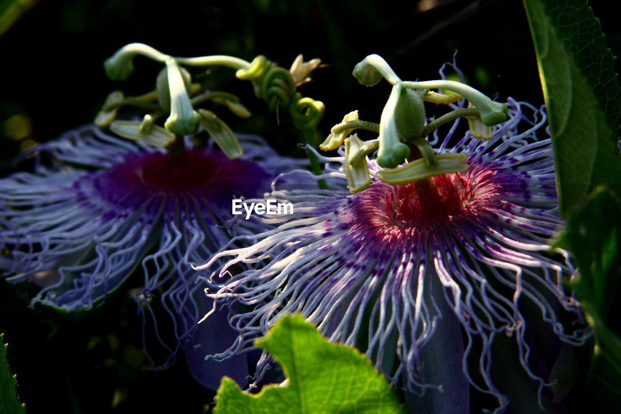 Close-up of passion flowers