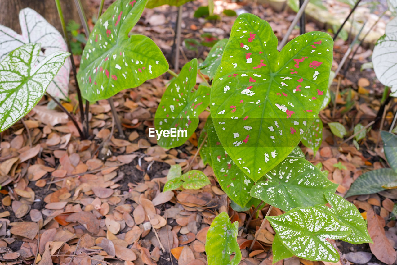 leaf, plant part, plant, nature, green, growth, day, beauty in nature, no people, land, high angle view, flower, field, outdoors, close-up, leaves, soil, wet, tranquility, garden, freshness, tree, autumn