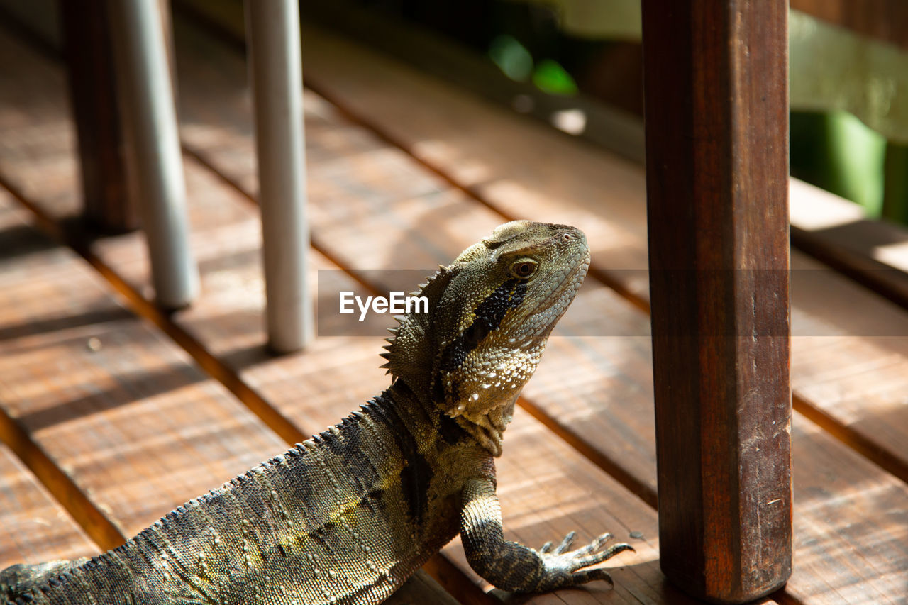 animal themes, animal, reptile, one animal, lizard, animal wildlife, iguana, wildlife, no people, nature, wood, focus on foreground, iguania, day, outdoors, close-up, animal body part