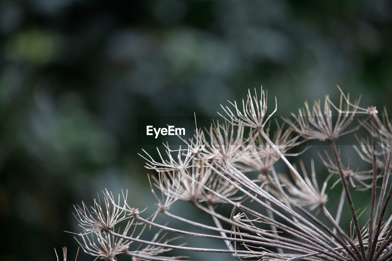 CLOSE-UP OF PLANTS