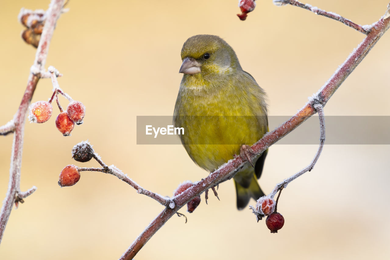 European male goldfinch (chloris chloris), sitting on a branch on a homogeneous blurred background.