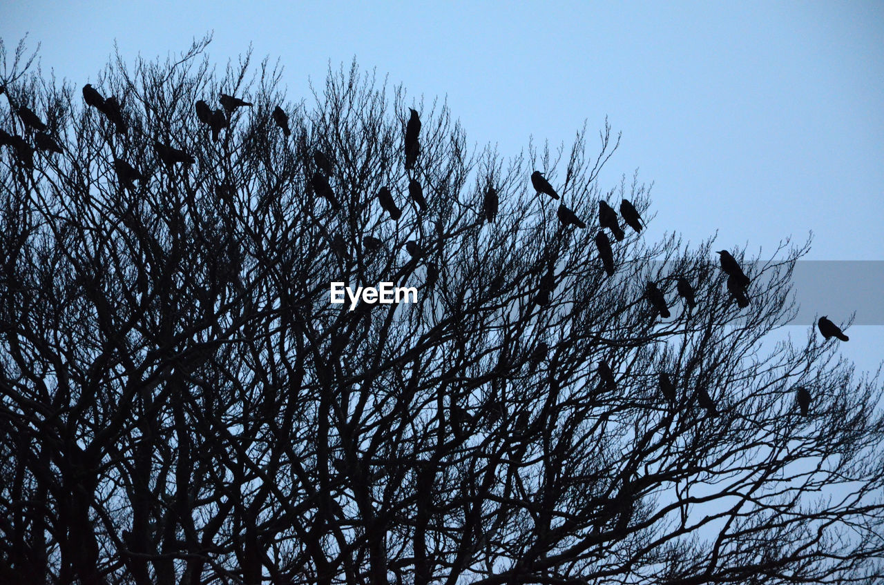 Birds perching on treetop