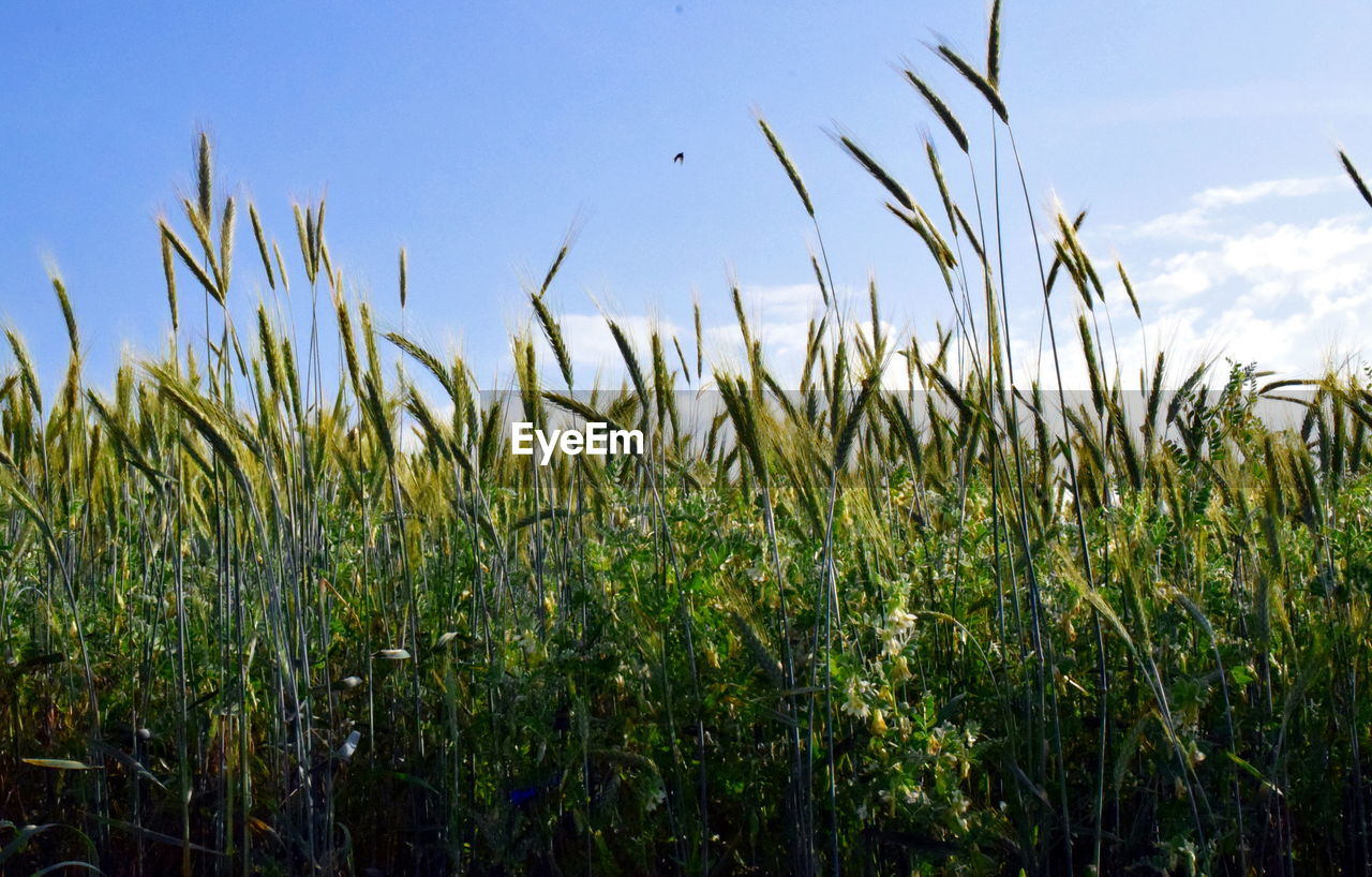 WHEAT FIELD AGAINST SKY