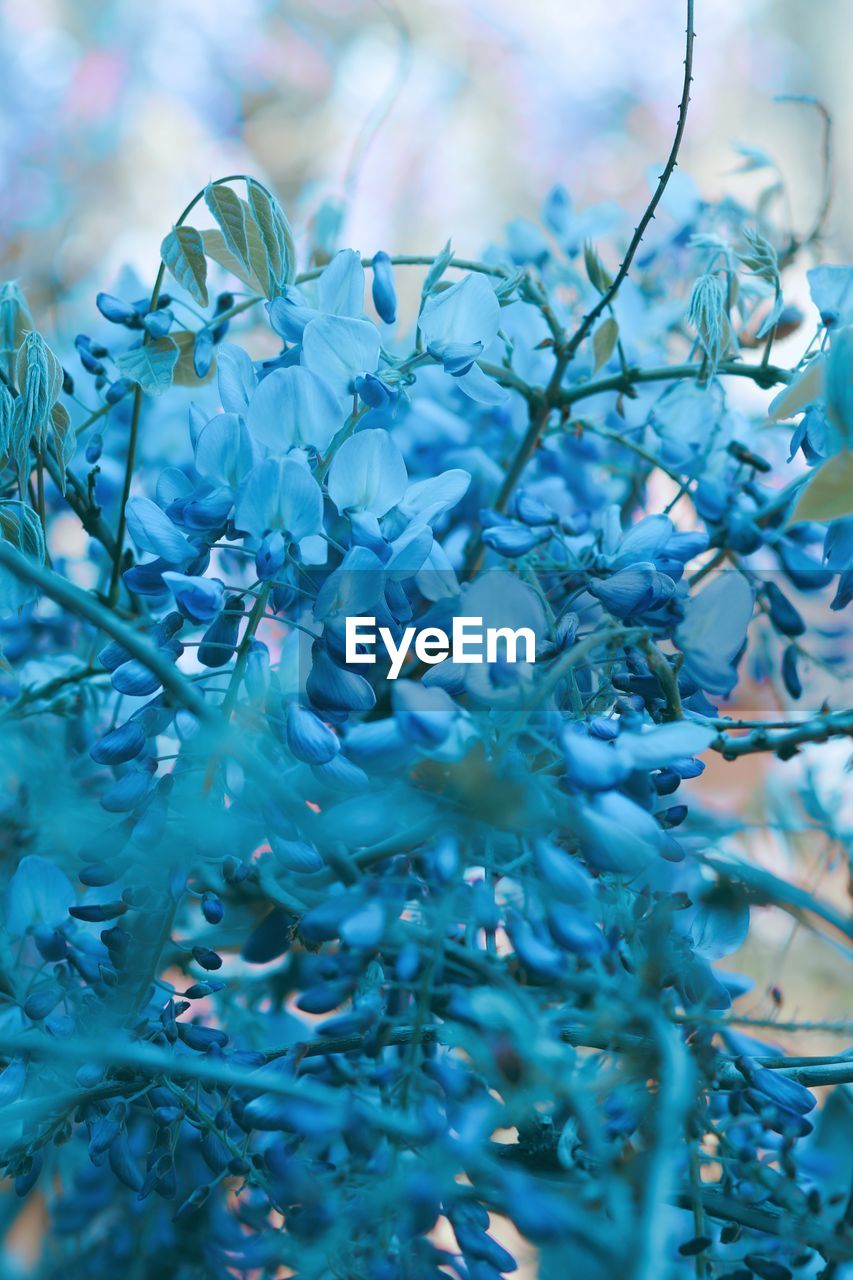 CLOSE-UP OF BLUE FLOWERING PLANT AGAINST BLURRED BACKGROUND