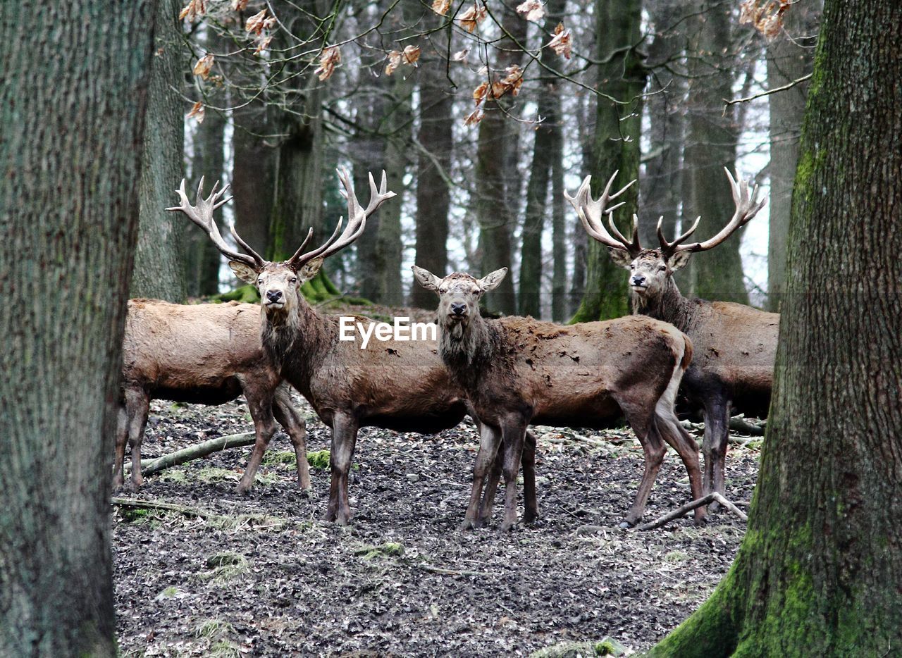 DEER BY TREE IN FOREST