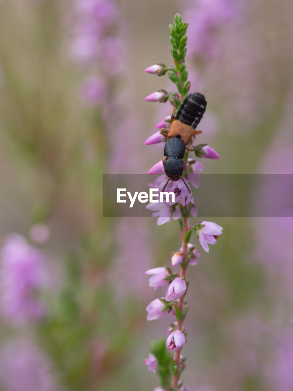 CLOSE-UP OF BEE ON PINK FLOWER