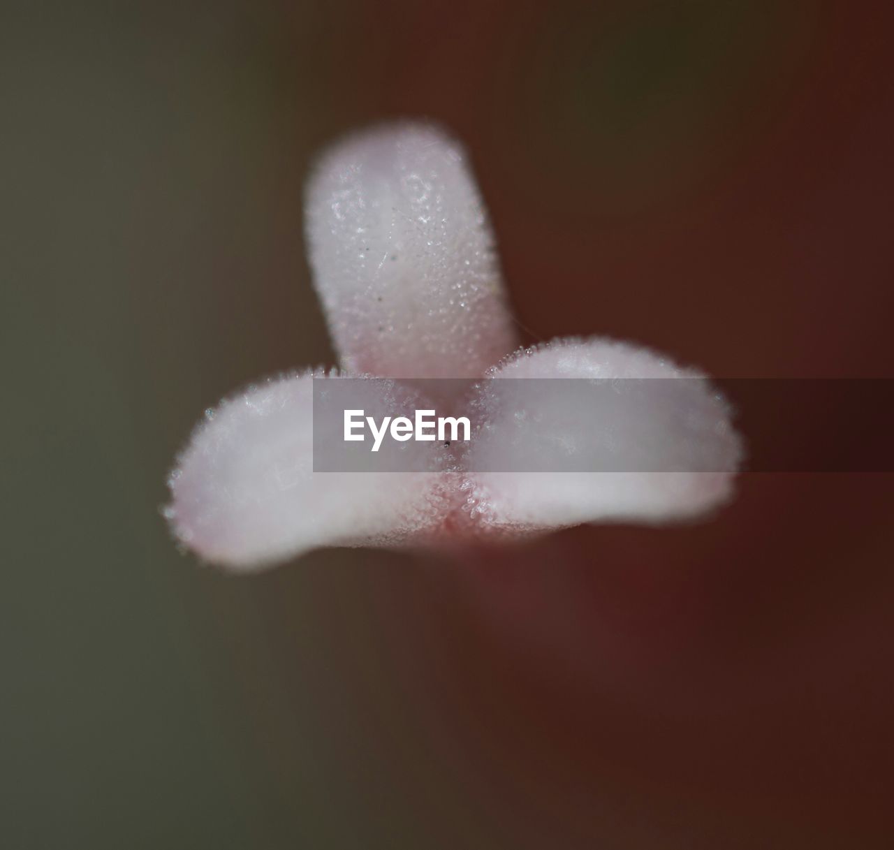 CLOSE-UP OF WHITE FLOWERS AGAINST BLURRED BACKGROUND