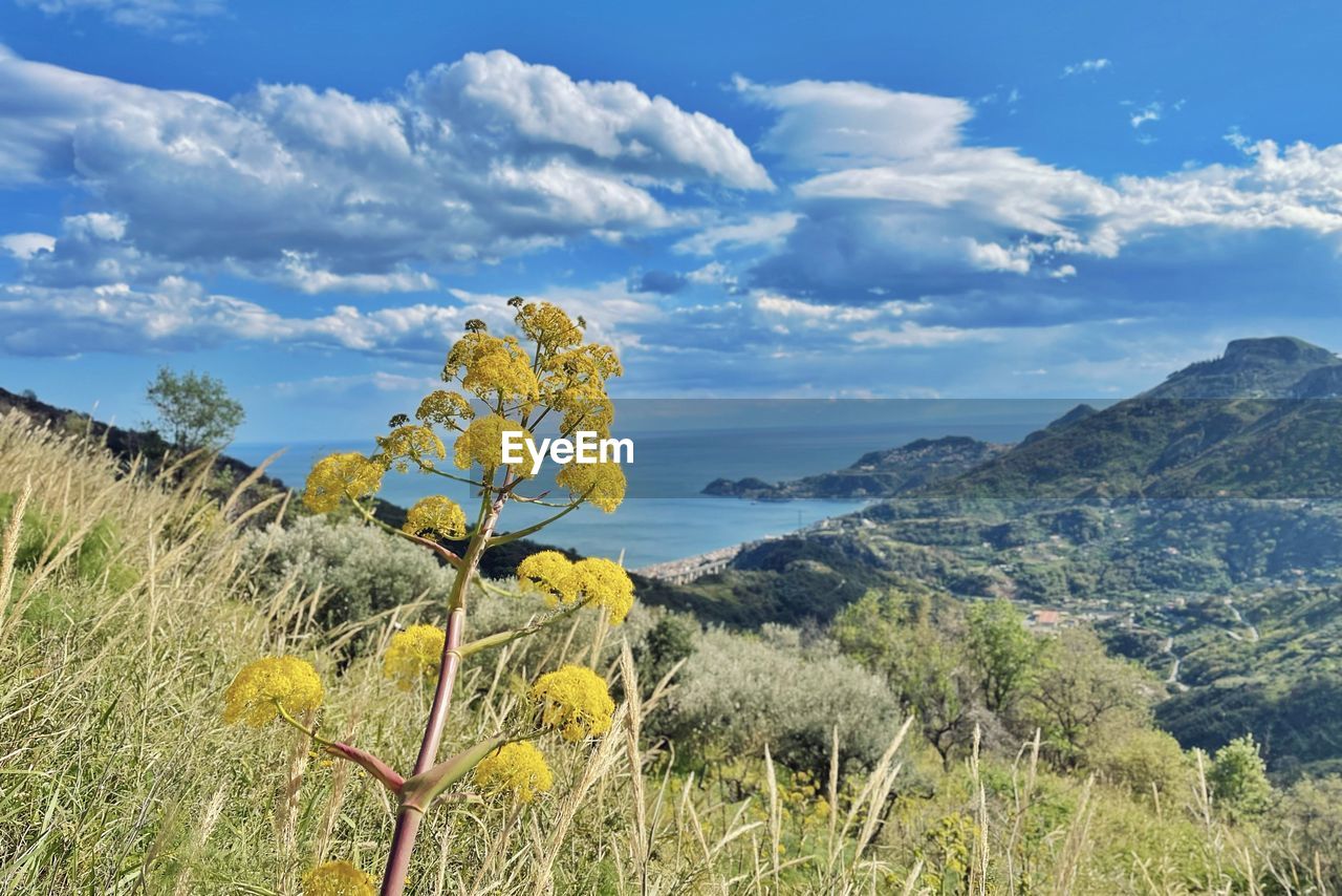 plant, sky, landscape, environment, beauty in nature, scenics - nature, nature, land, mountain, cloud, meadow, wilderness, tranquility, tree, no people, flower, grassland, tranquil scene, grass, yellow, travel destinations, blue, prairie, non-urban scene, growth, ridge, outdoors, travel, day, natural environment, rural area, mountain range, flowering plant, field, rural scene, tourism, green, sunlight, plateau, wildflower, idyllic, forest
