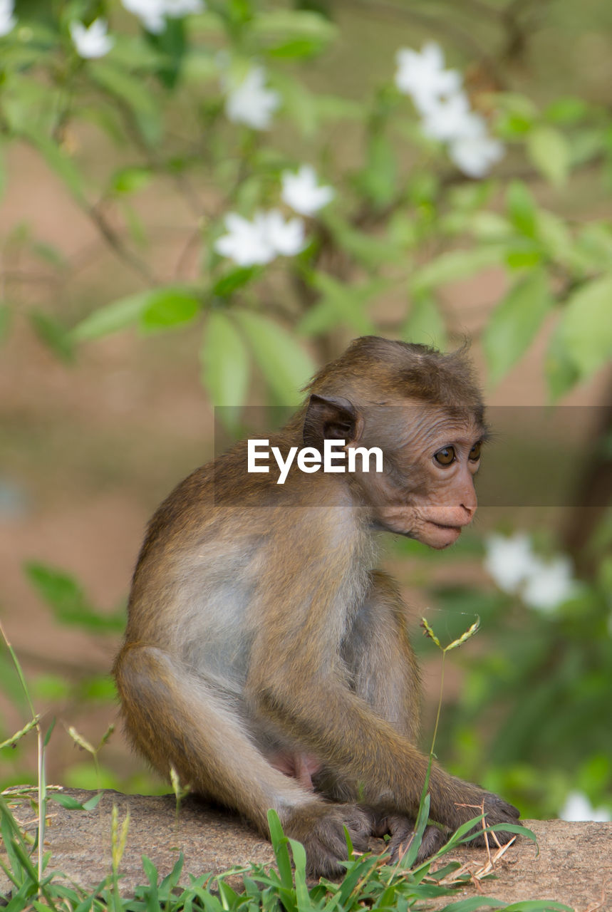 MONKEY SITTING ON TREE