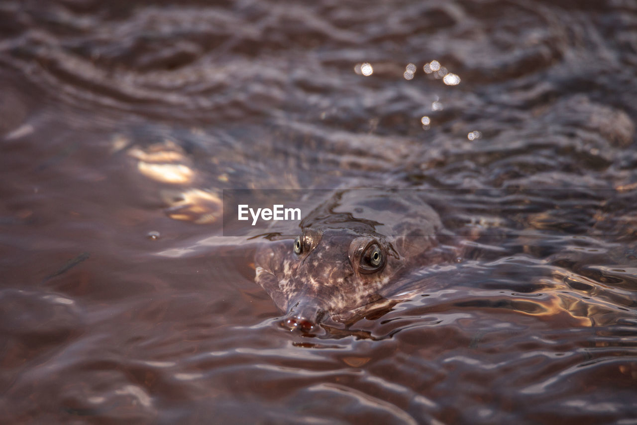 Florida softshell turtle apalone ferox swims in a pond in naples, florida