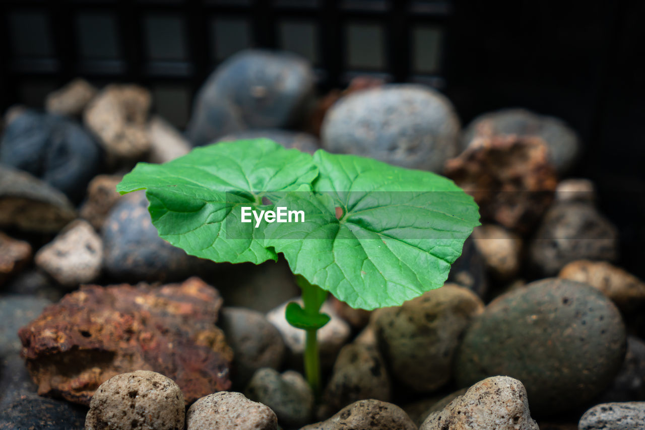 CLOSE-UP OF PLANT GROWING ON ROCKS