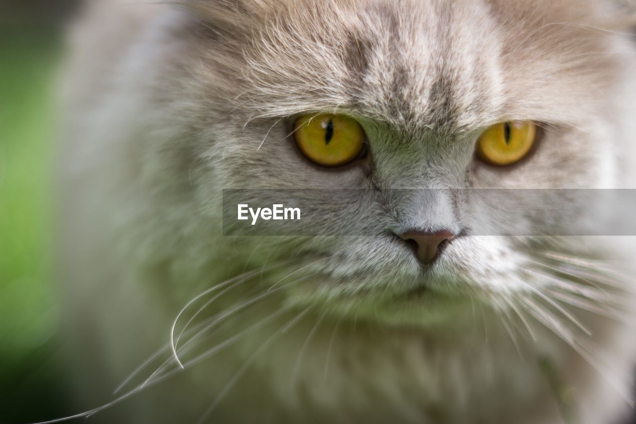 Close-up portrait of a cat