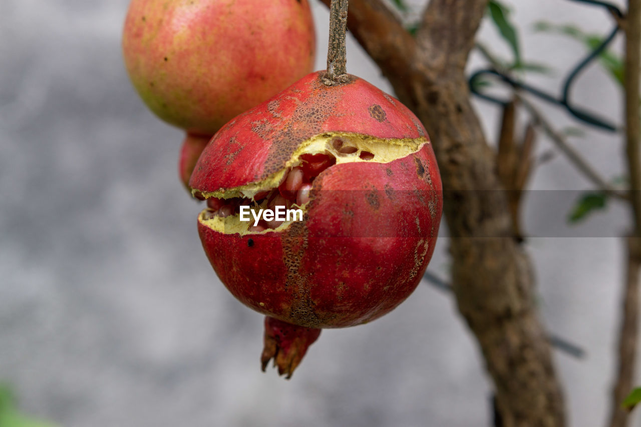 fruit, pomegranate, food and drink, food, healthy eating, plant, branch, tree, red, produce, wellbeing, nature, close-up, freshness, no people, flower, focus on foreground, outdoors, hanging, day, ripe, agriculture, apple - fruit, macro photography, growth