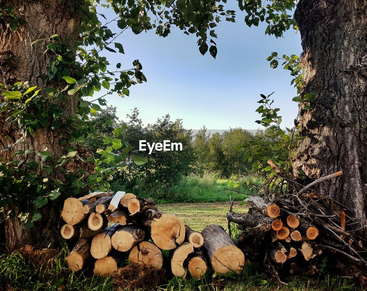 STACK OF LOGS IN FOREST