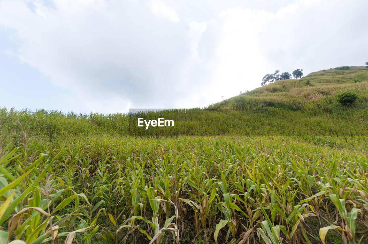 Low angle view of agricultural field against sky