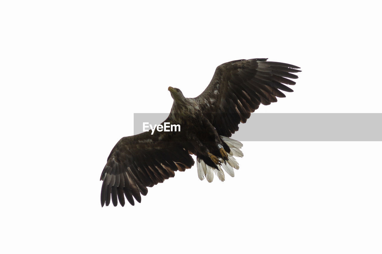 LOW ANGLE VIEW OF EAGLE FLYING