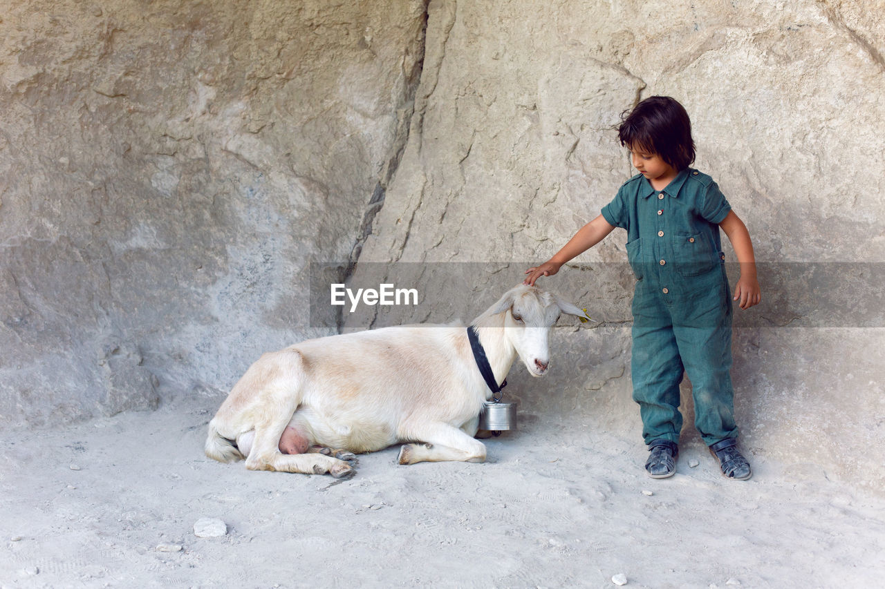 Child is standing on a mountain and goats are walking around