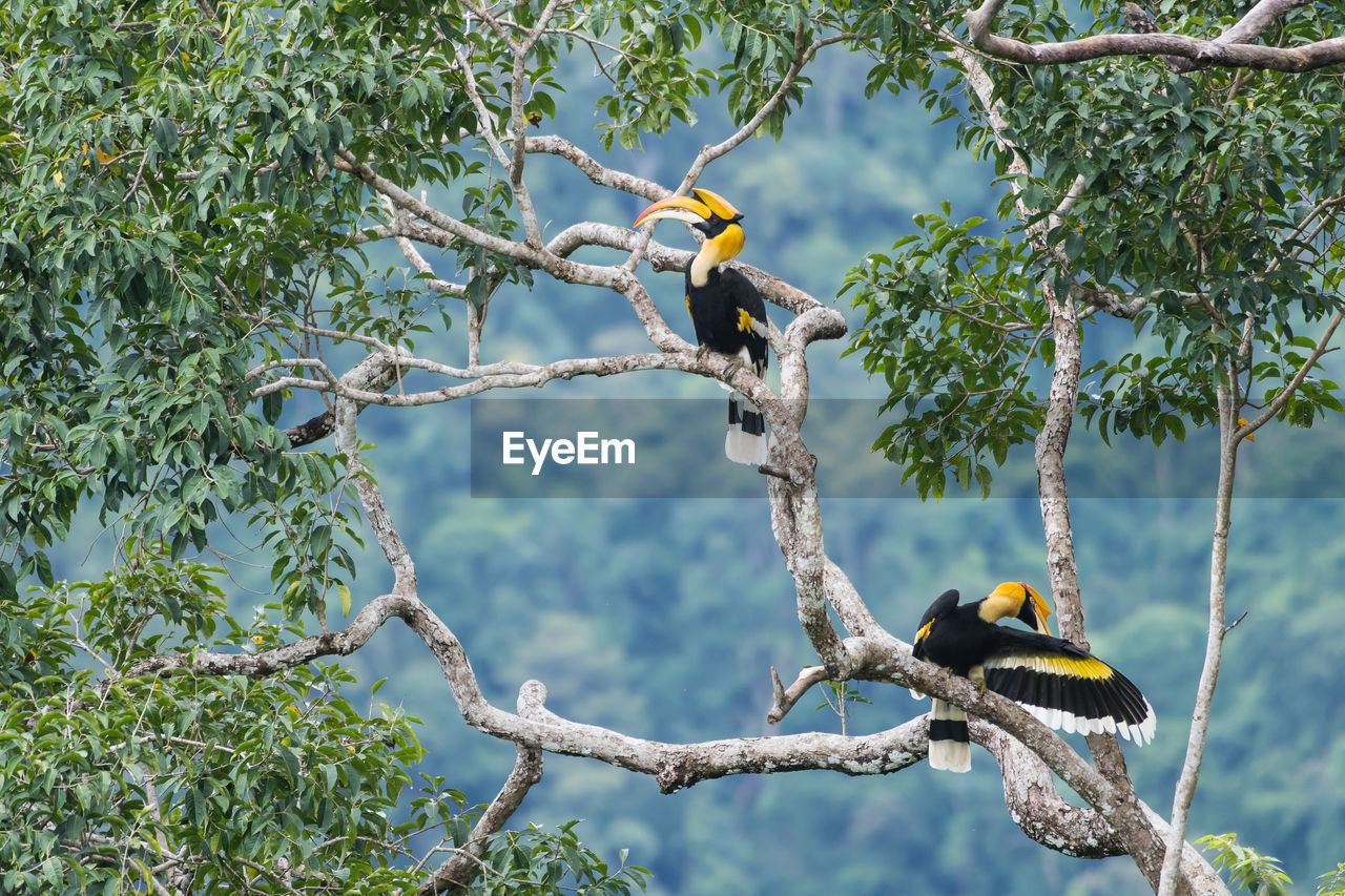 LOW ANGLE VIEW OF BIRD PERCHING ON BRANCH