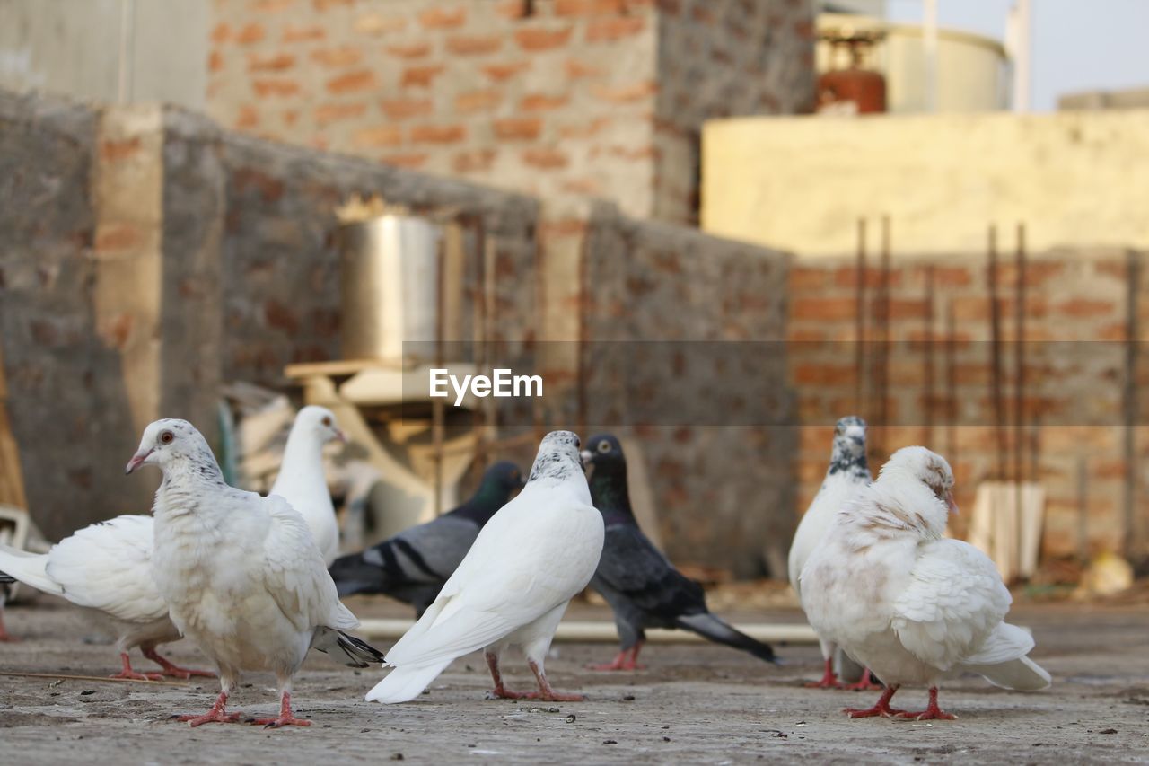 close-up of pigeons on street