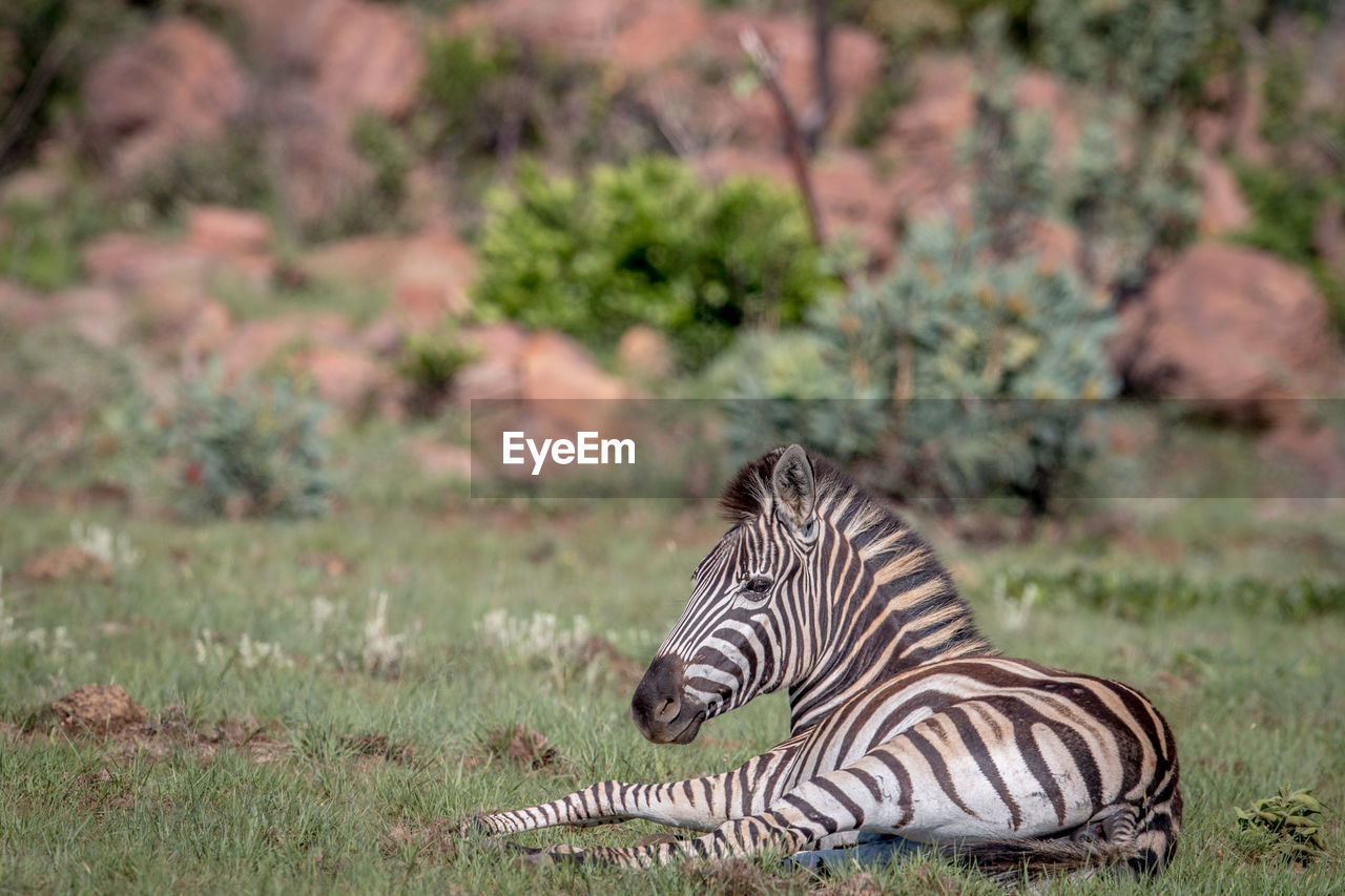 SIDE VIEW OF ZEBRA ON A FIELD