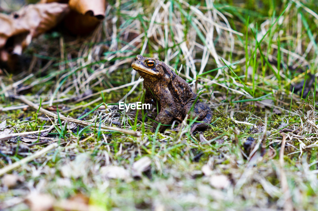 Close-up of frog on field