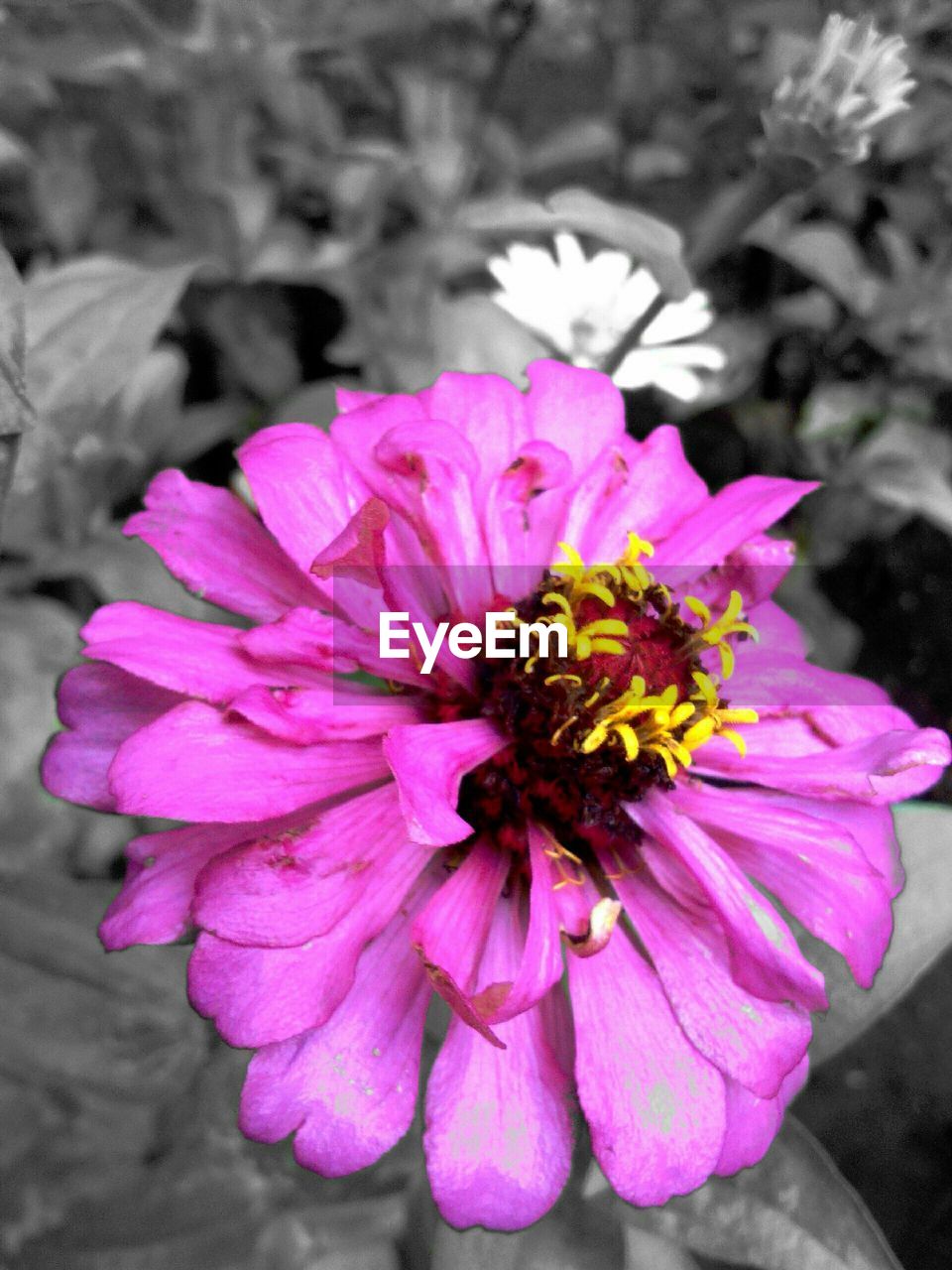 CLOSE-UP OF PINK FLOWERS