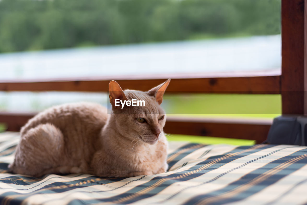 Cat resting on table