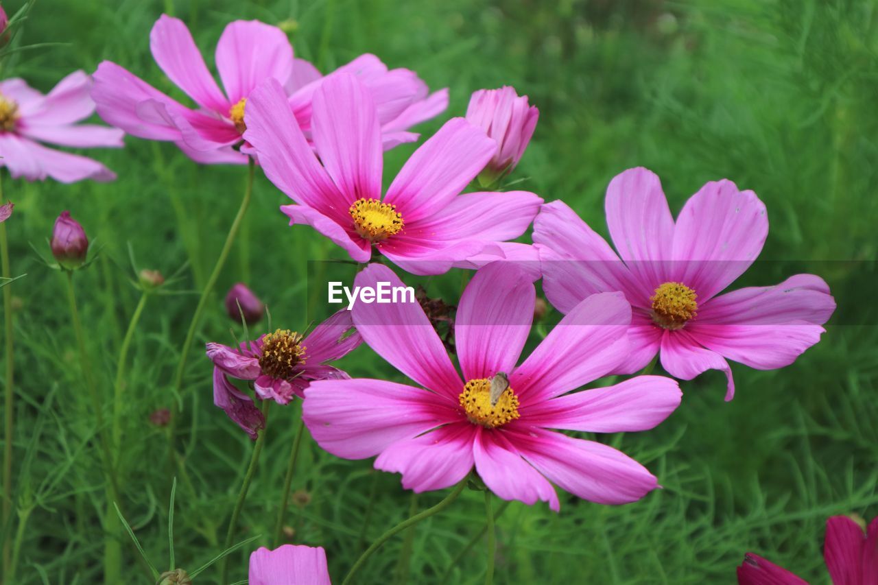 CLOSE-UP OF PINK FLOWERING PLANTS ON LAND