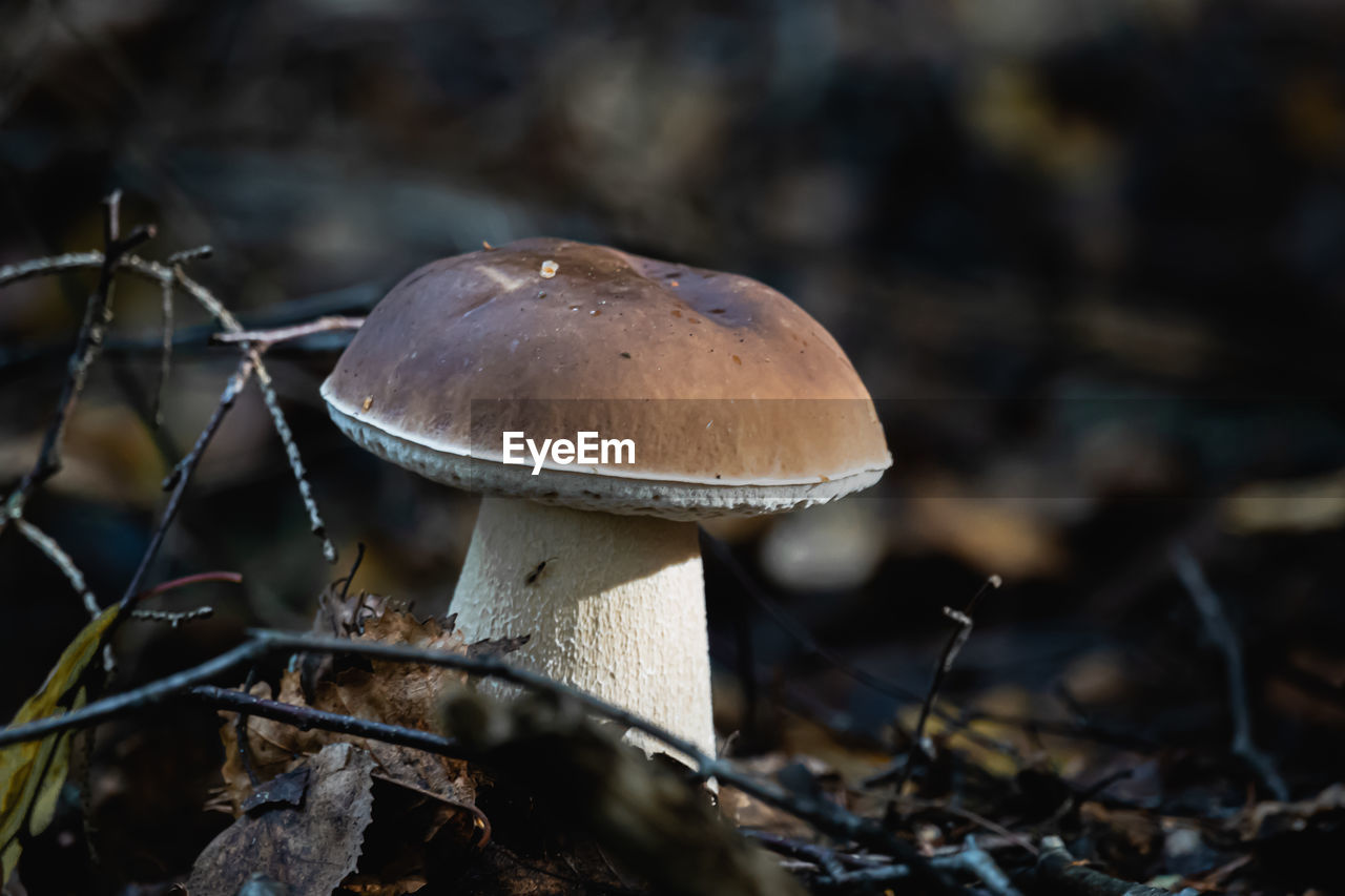 Close-up of mushroom growing on field