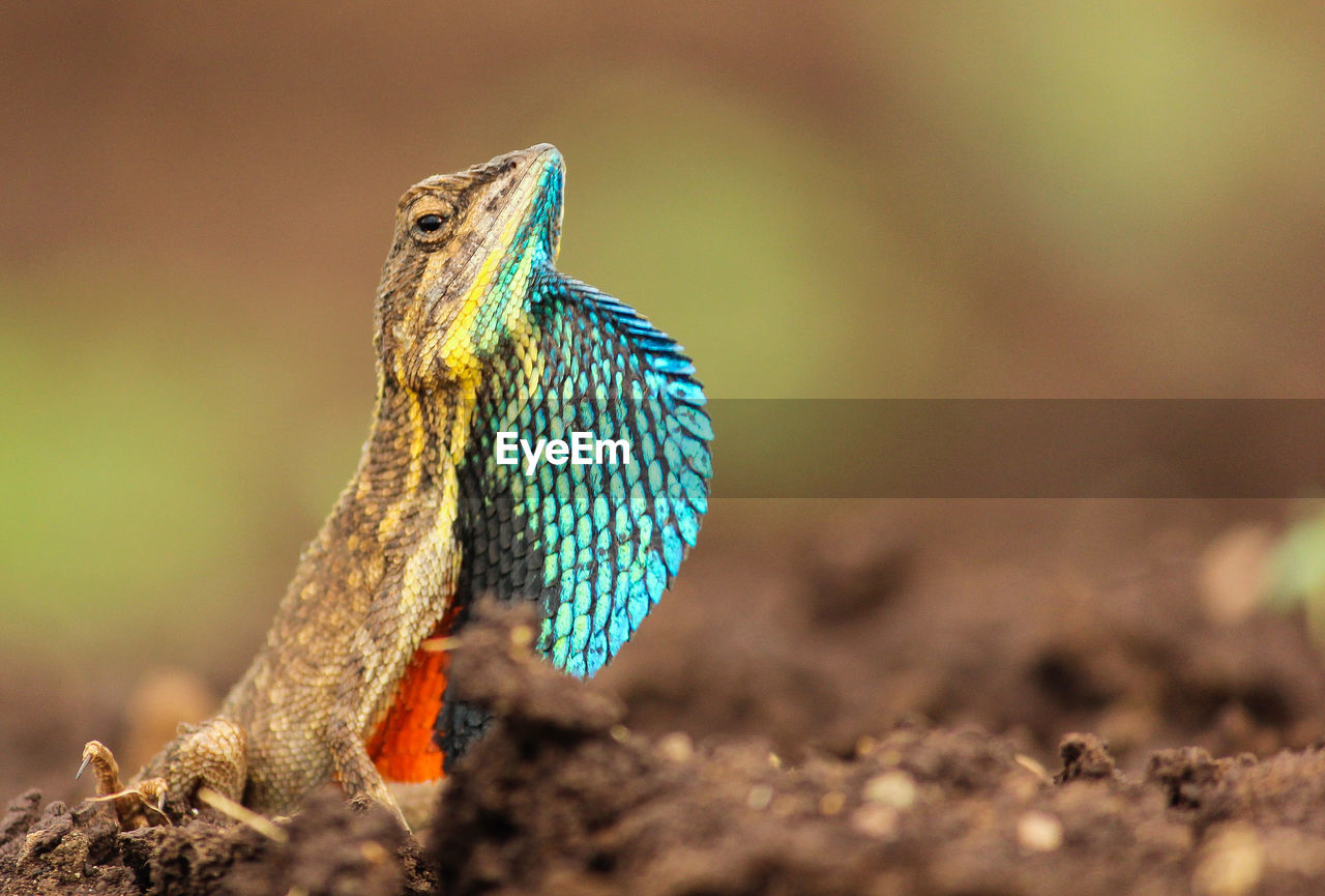 Close-up of lizard