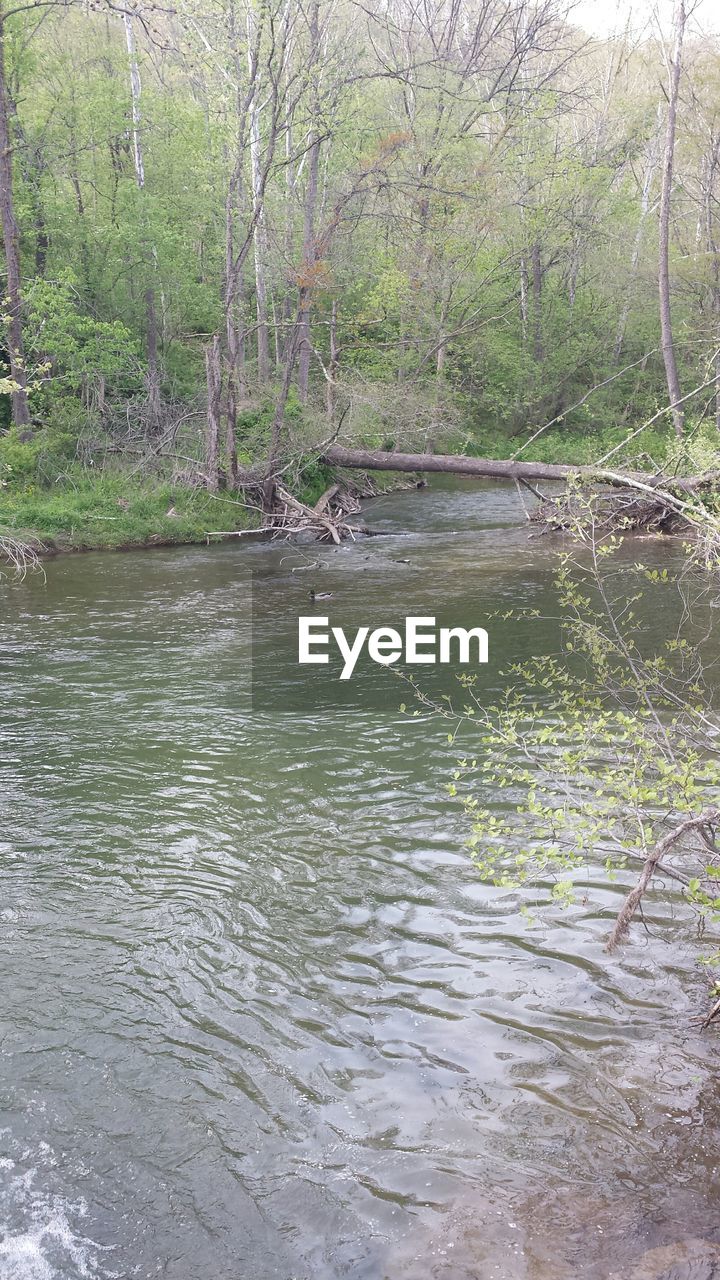 SCENIC VIEW OF RIVER IN FOREST