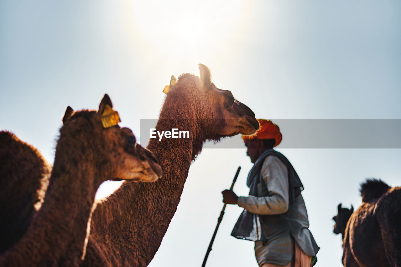 Low angle view of camel and man against sunny sky