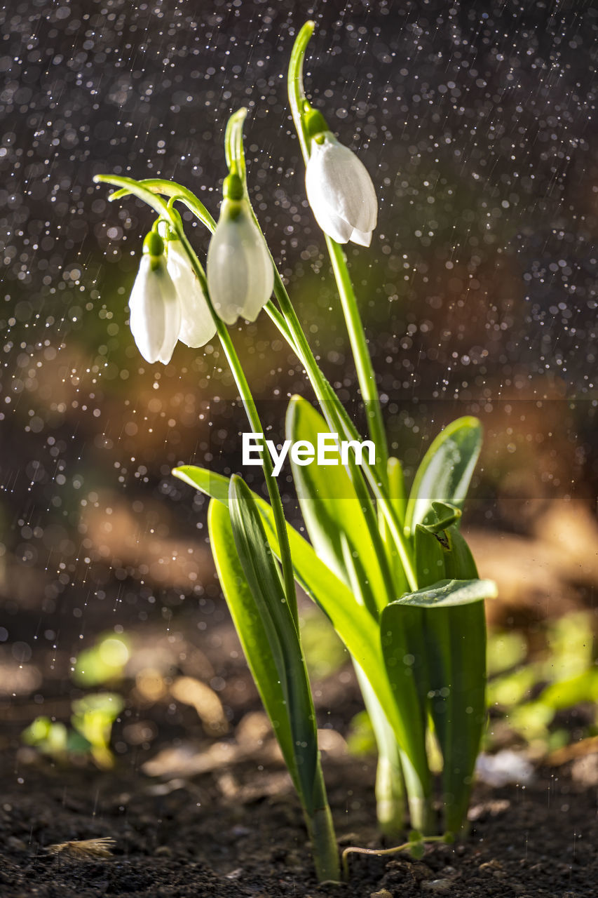 Close-up of wet white flowering plants in water