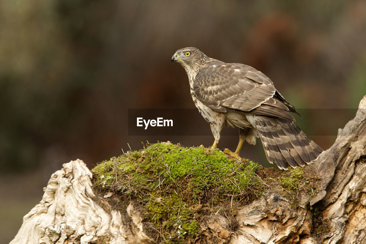 CLOSE-UP OF BIRD PERCHING ON TREE