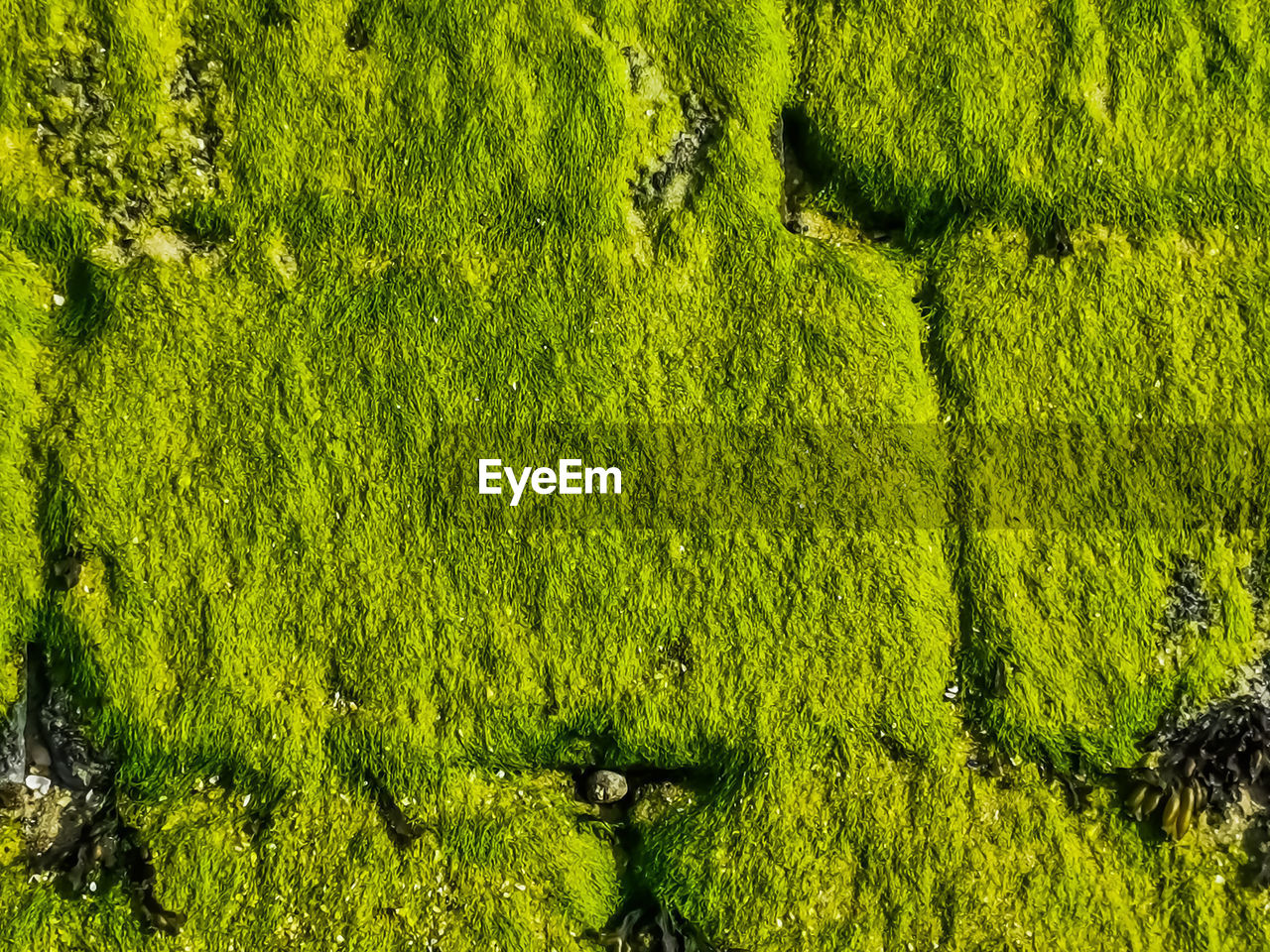 FULL FRAME SHOT OF FRESH GREEN PLANTS