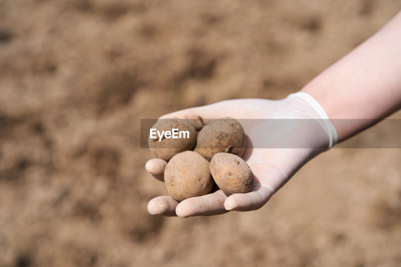 soil, hand, food, food and drink, raw potato, produce, nature, one person, vegetable, agriculture, freshness, holding, organic, healthy eating, land, wellbeing, day, dirt, close-up, adult, growth, outdoors, landscape, harvesting, focus on foreground, sand, plant, childhood, rural scene, crop, environment