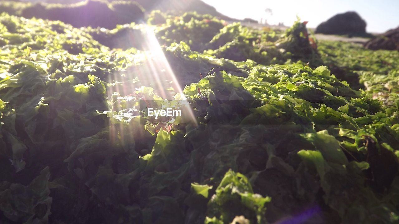 Sunlight falling on plants