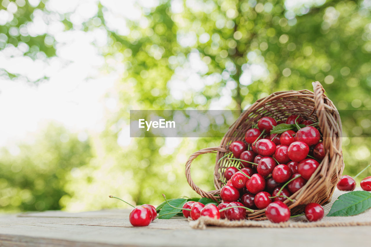 Overturned wicker basket outdoor with big sweet cherries on wooden terrace or table background