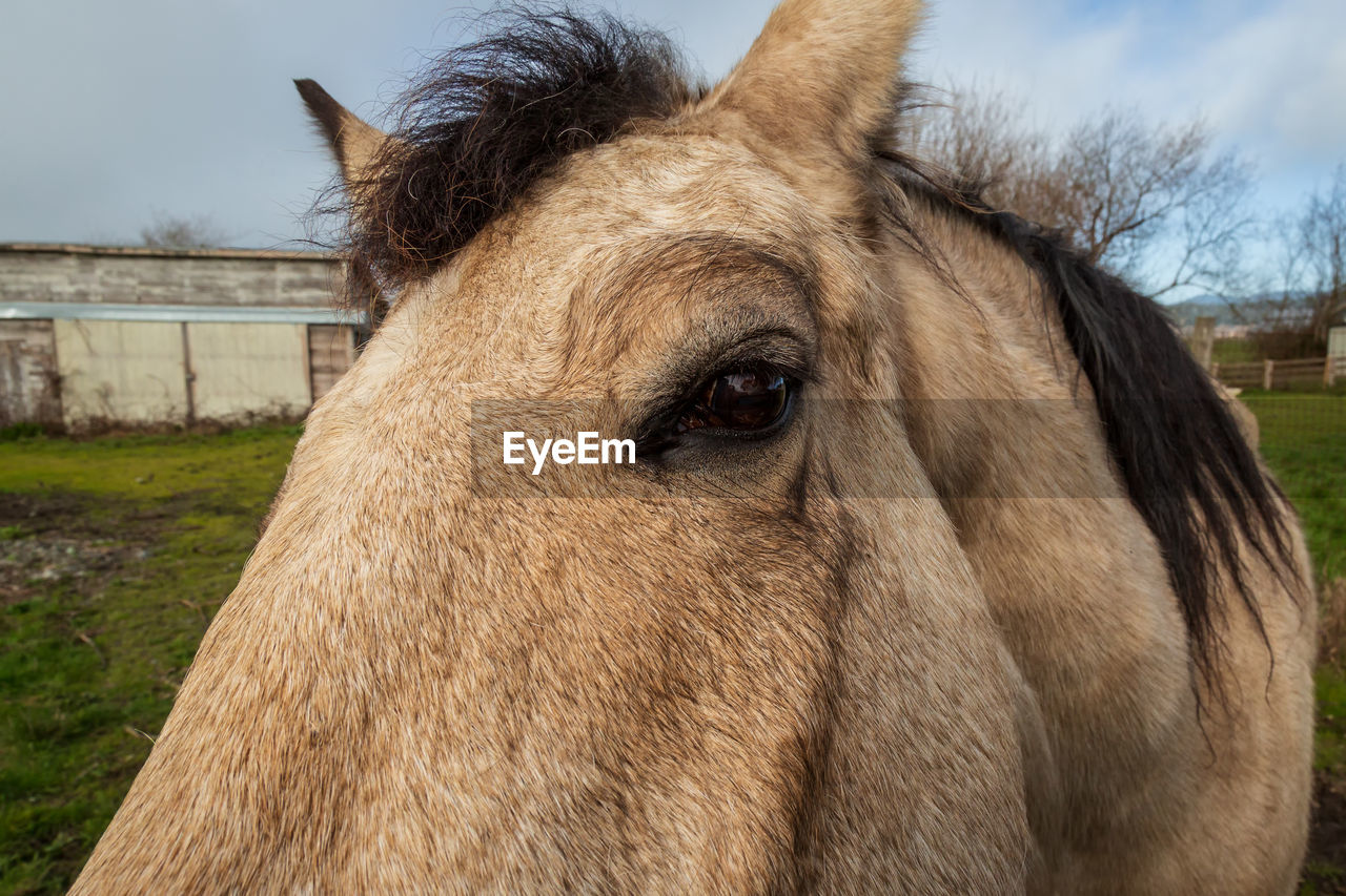 Close-up of a horse on field