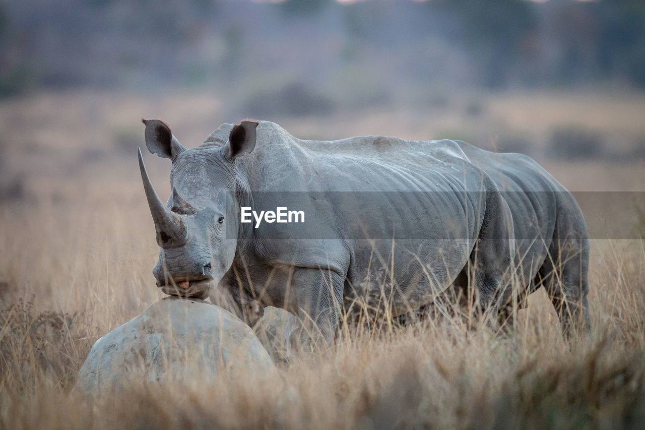 VIEW OF ANIMAL ON FIELD